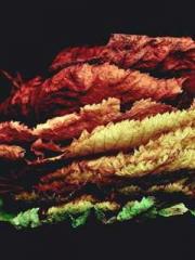 The Imperial Concubi