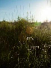 A wife hopes to rema