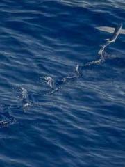 The Undefeated Son-i