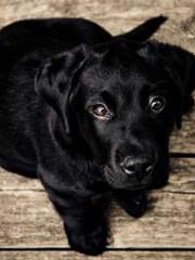 The Exclusive Daught