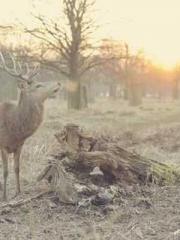 Wang Xuan Mu Qingyue