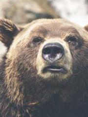 The Generalapos;s Hu