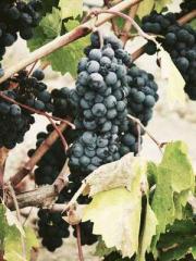 Saintly Gate Venerab