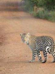 lt;lt;lt;Visionary S