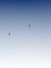 Crossing the Great Q