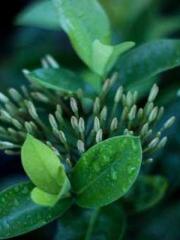 Grandpa Fuapos;s Ful