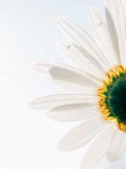 lt;Marry at first si