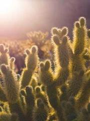 One Pregnancy, Two B