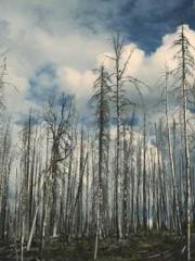 lt;Diga: From Jetton